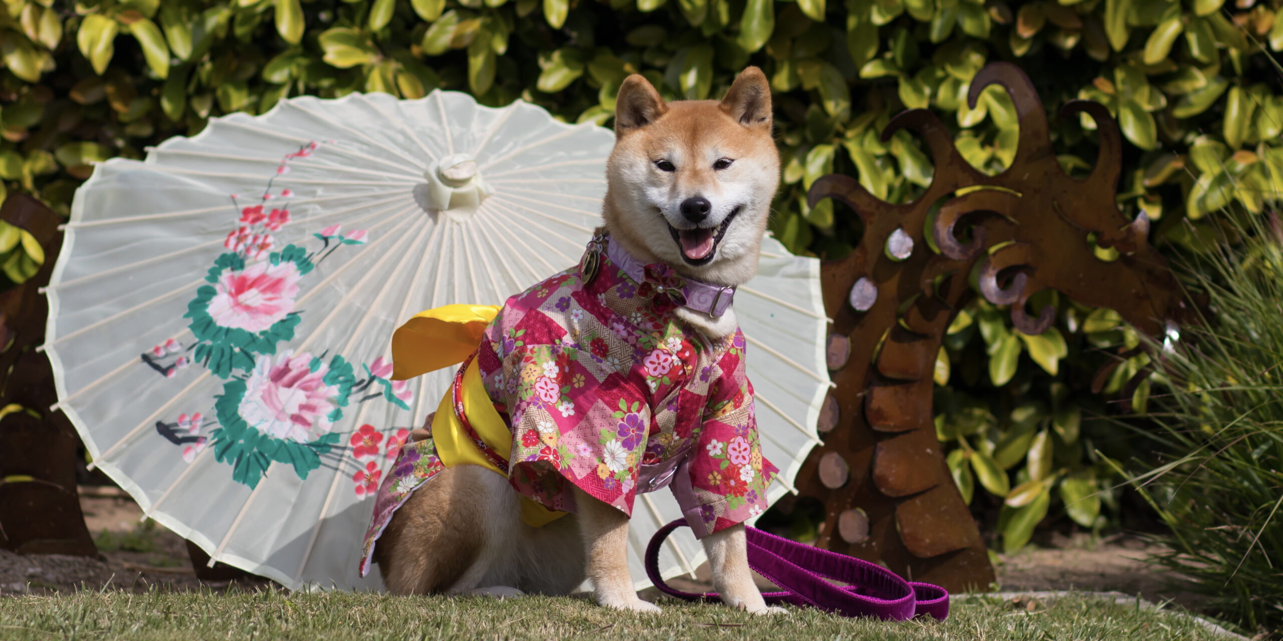 Shiba Inu dressed in kimono with umbrella and dragon