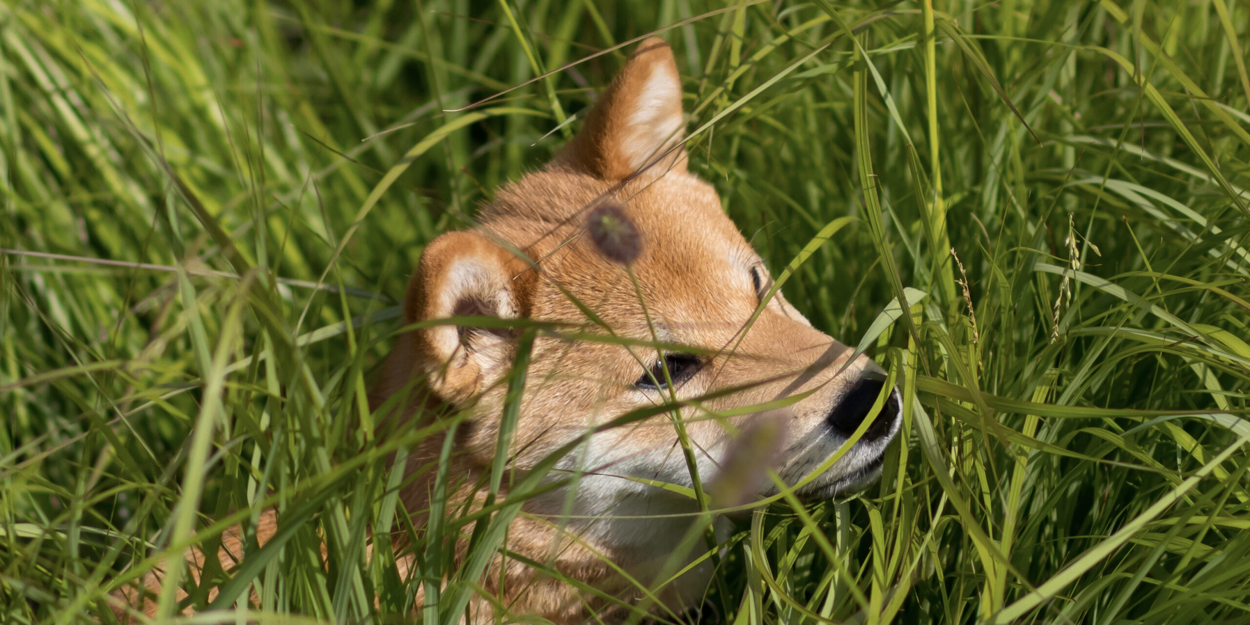 Shiba Inu puppy hiding in tall grass