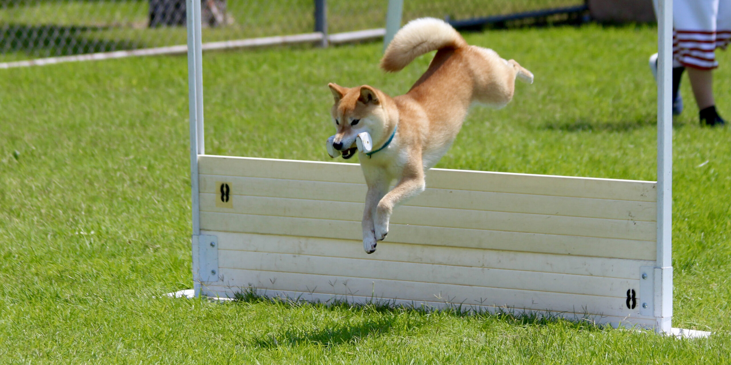 Shiba Inu jumping with dumb bell in obedience
