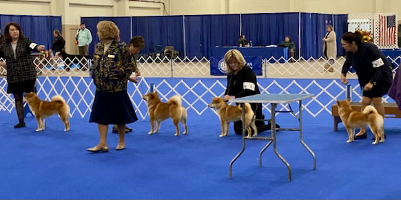 Shiba Inu showing in conformation
